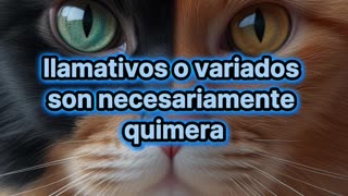¿Qué es un gato quimera?