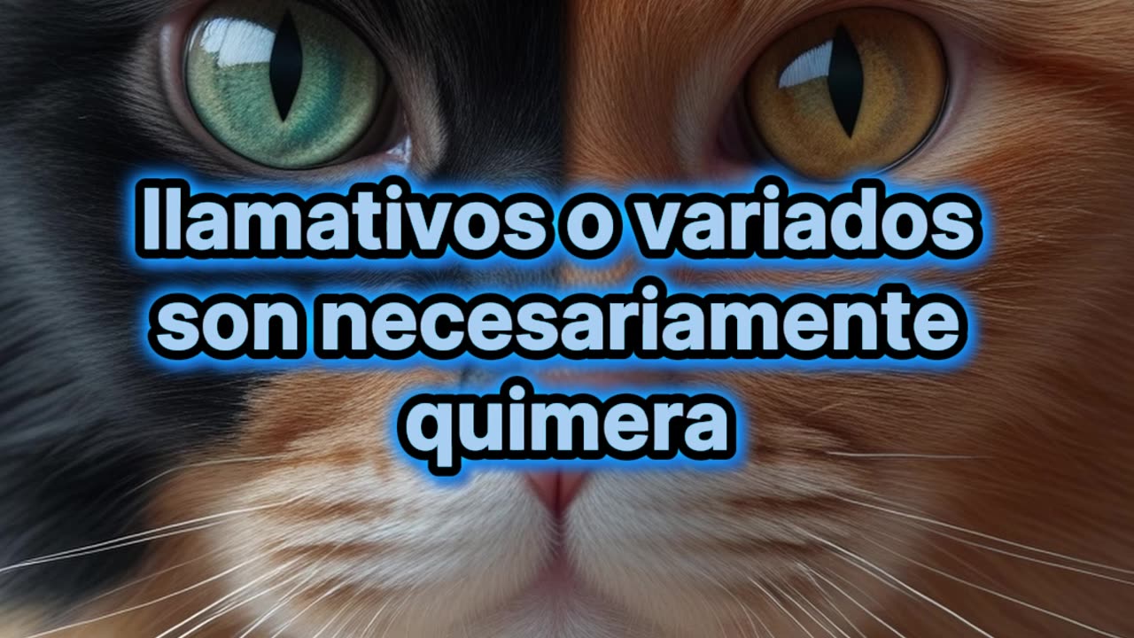 ¿Qué es un gato quimera?