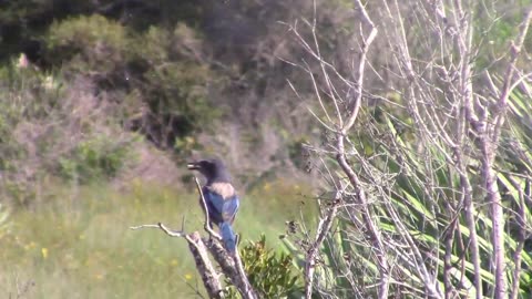 I Like Birds Florida Scrub Jay Census