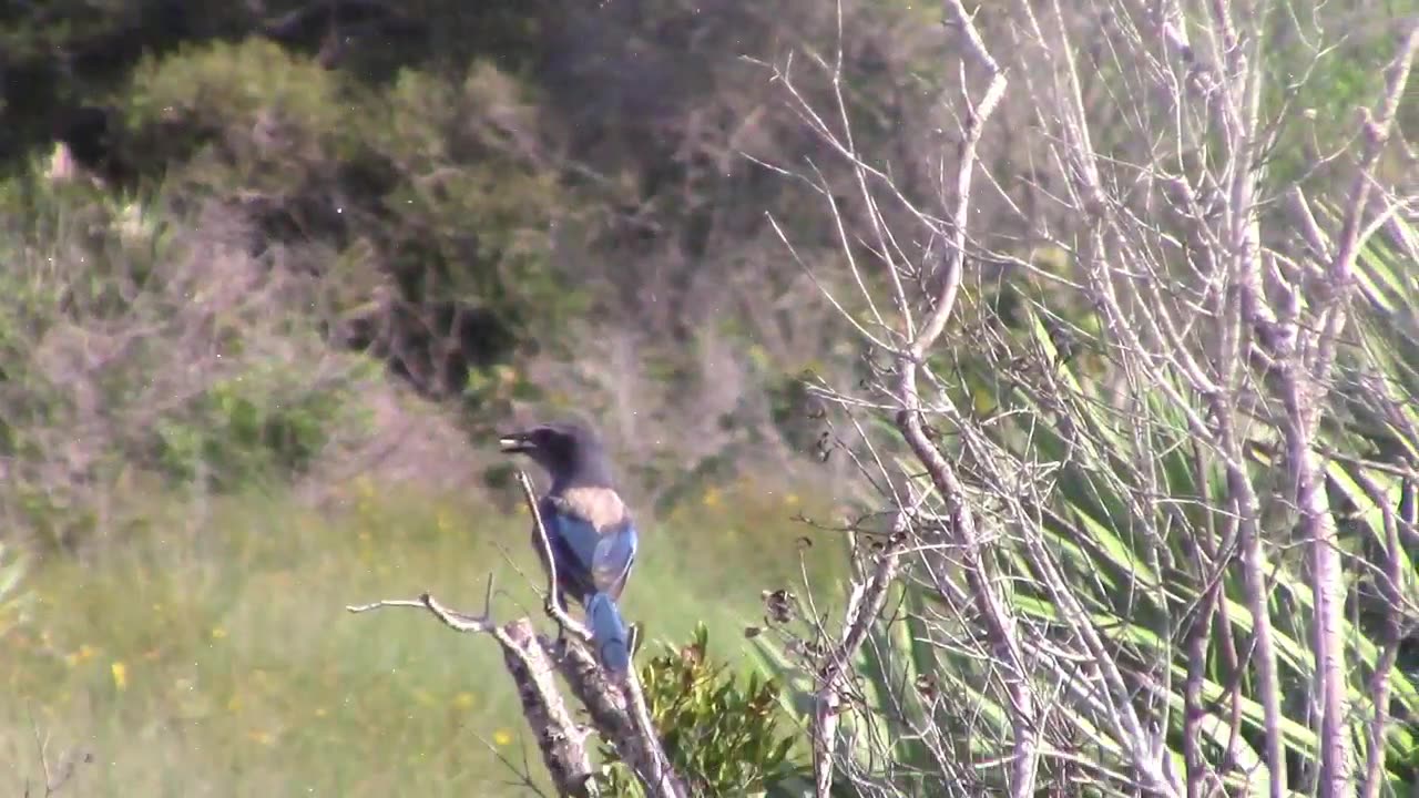 I Like Birds Florida Scrub Jay Census