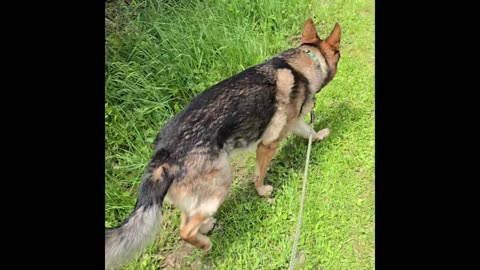 Virgil german shepherd.