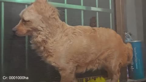 Dogs So Dramatic It’s Hard to Believe 🤪 Funny Animal Videos 2025