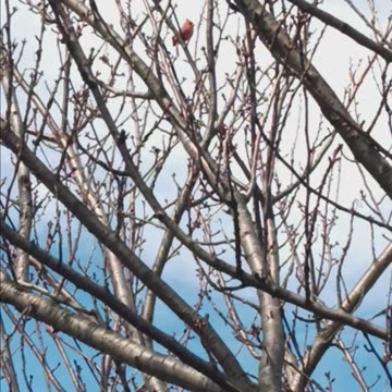Northern cardinal