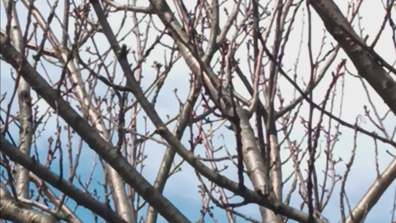 Northern cardinal