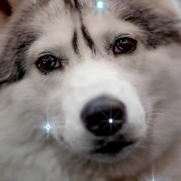 😊 ORACIÓN PARA LOS QUE CUIDAN ANIMALES 😊