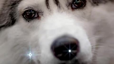 😊 ORACIÓN PARA LOS QUE CUIDAN ANIMALES 😊