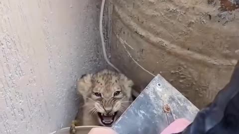 Adopt a motherless lion cub and then ❤️