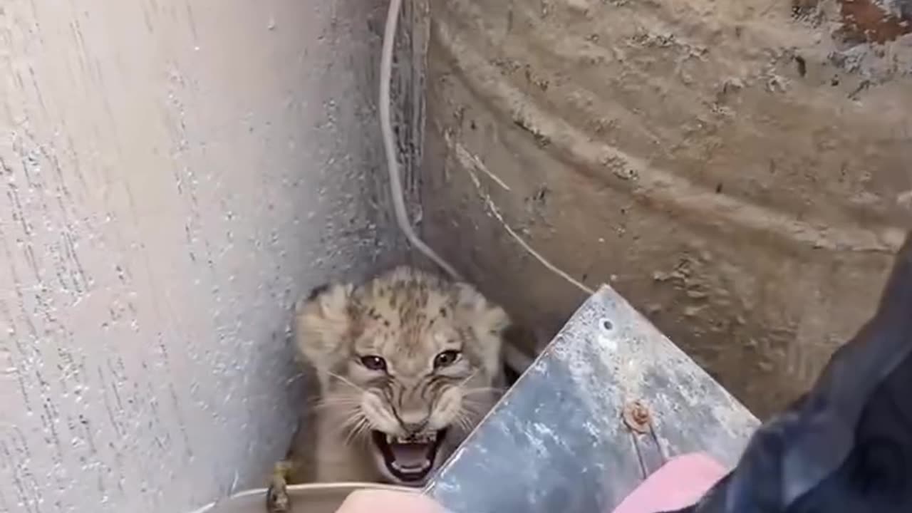 Adopt a motherless lion cub and then ❤️