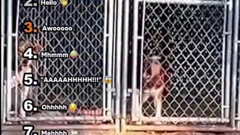 Ranking Different Dog Sounds