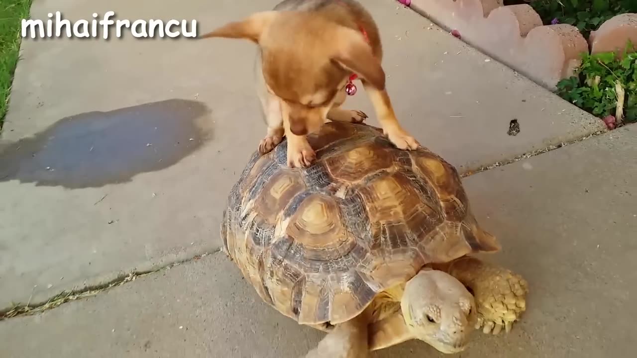 Turtle / Tortoise - A Funny Turtle And Cute Turtle Videos Compilation || NEW HD