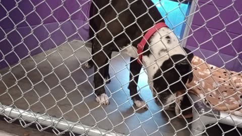 Peace 6y Pet Id 946735 kennel 9 HSSAZ shelter needed persuasion, hi vale goodies_20250606_833