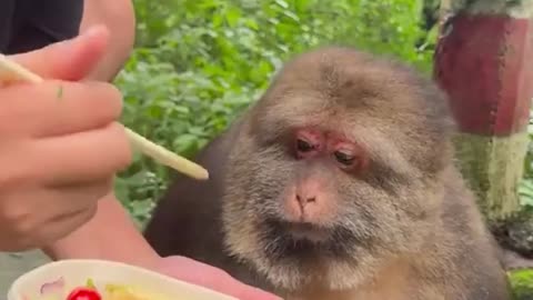 "When the Food Hits Different 😩🐒"