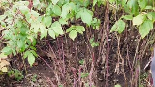 💣😱 Ukraine Russia War | Terrifying Russian Attacks on Chernihiv Village Residents | RCF