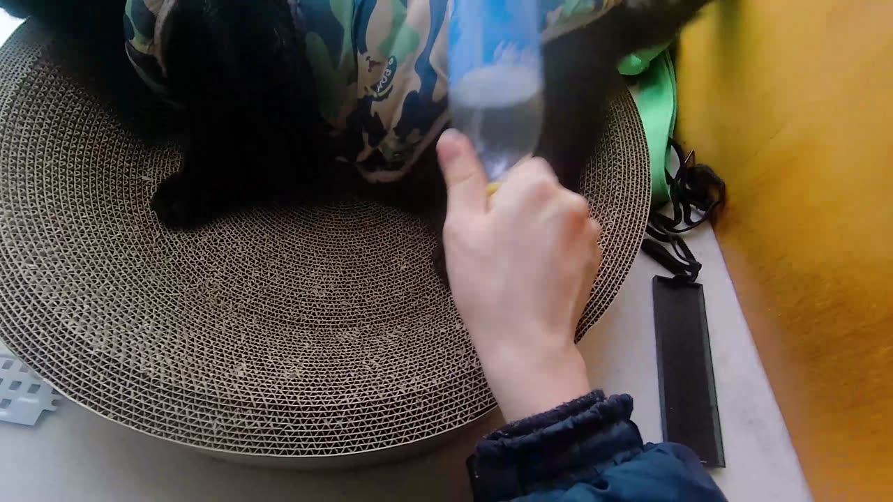 My pet cat vlog, his name is Heihei, 03/13, 2025, He is very excited, #catvideo #asmr