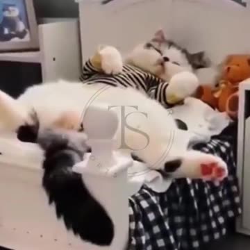 funny animal videos-funny cats😂😺