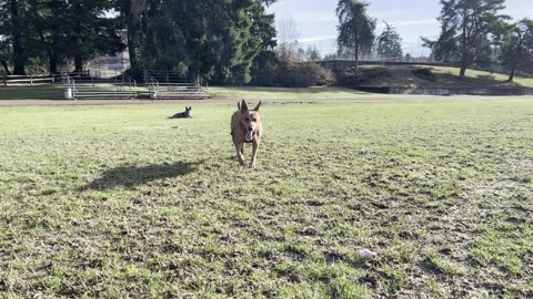 frisbe chase halftime 32980984208