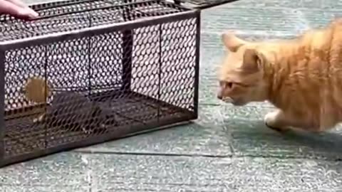 the food was right there and easy to take. Still, the cat chose to chase. 😻🥹