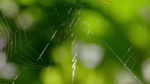 Jumping Spider's Genius Plan_ Outsmarting Prey with Brainpower!