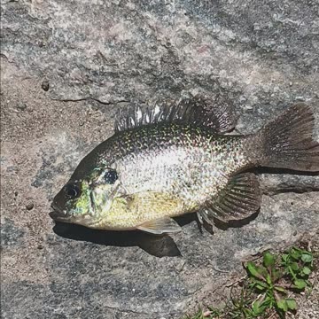 Bluegill bowne park.