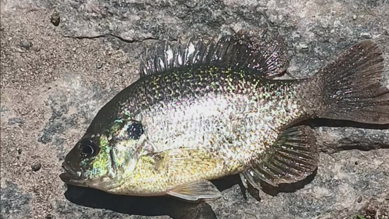 Bluegill bowne park.