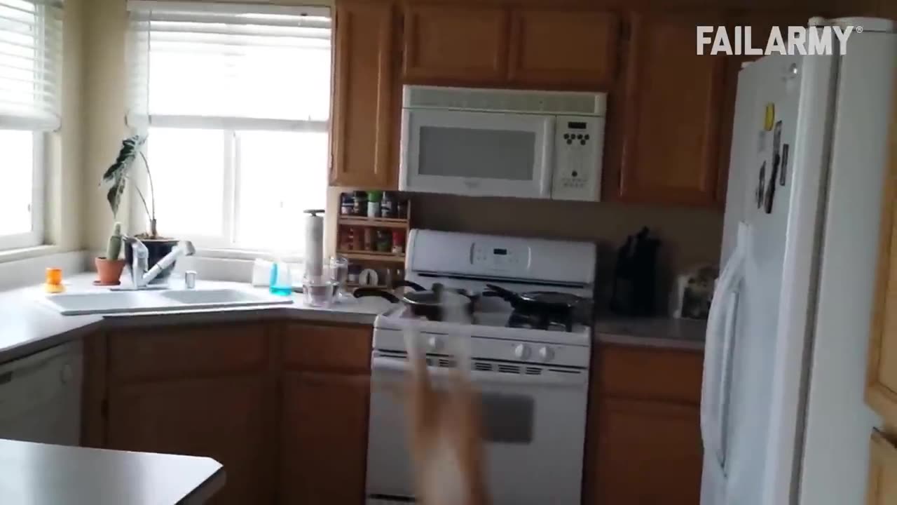 Cats Being Absolute Weirdos😂🙃😂