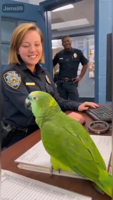Parrot 🦜 funny video funny 😁 talk