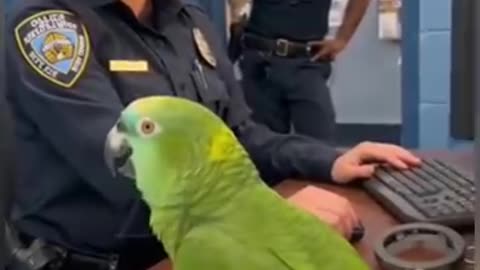 Parrot 🦜 funny video funny 😁 talk