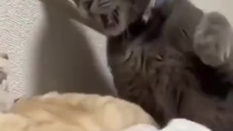 Rescue Kitties