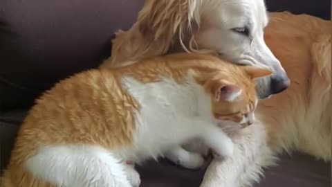 Discover What Your Pet Really Needs! 🐾✨ The Power of Dowsing Rod Testing for Animals