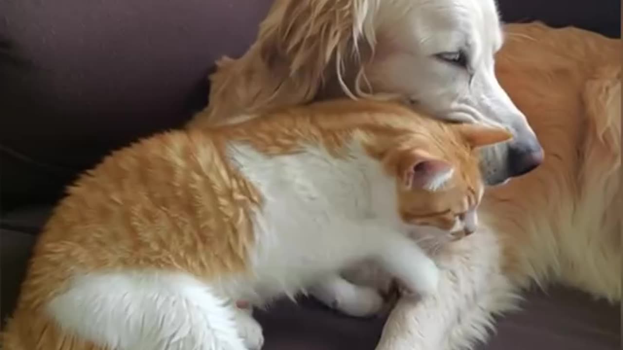 Discover What Your Pet Really Needs! 🐾✨ The Power of Dowsing Rod Testing for Animals