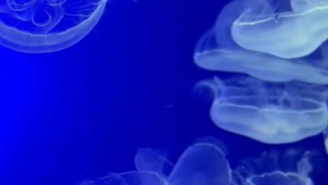 Daily Horoscope | Pisces 🌟