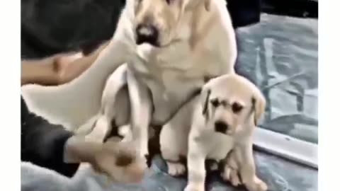 Mother will always protect you
