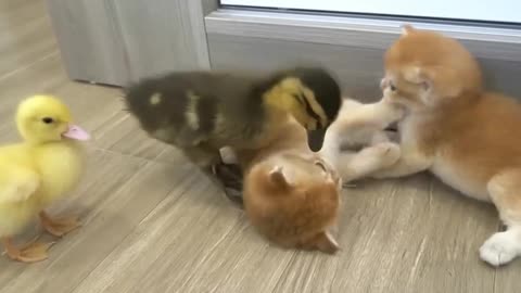 Meow Quack Love