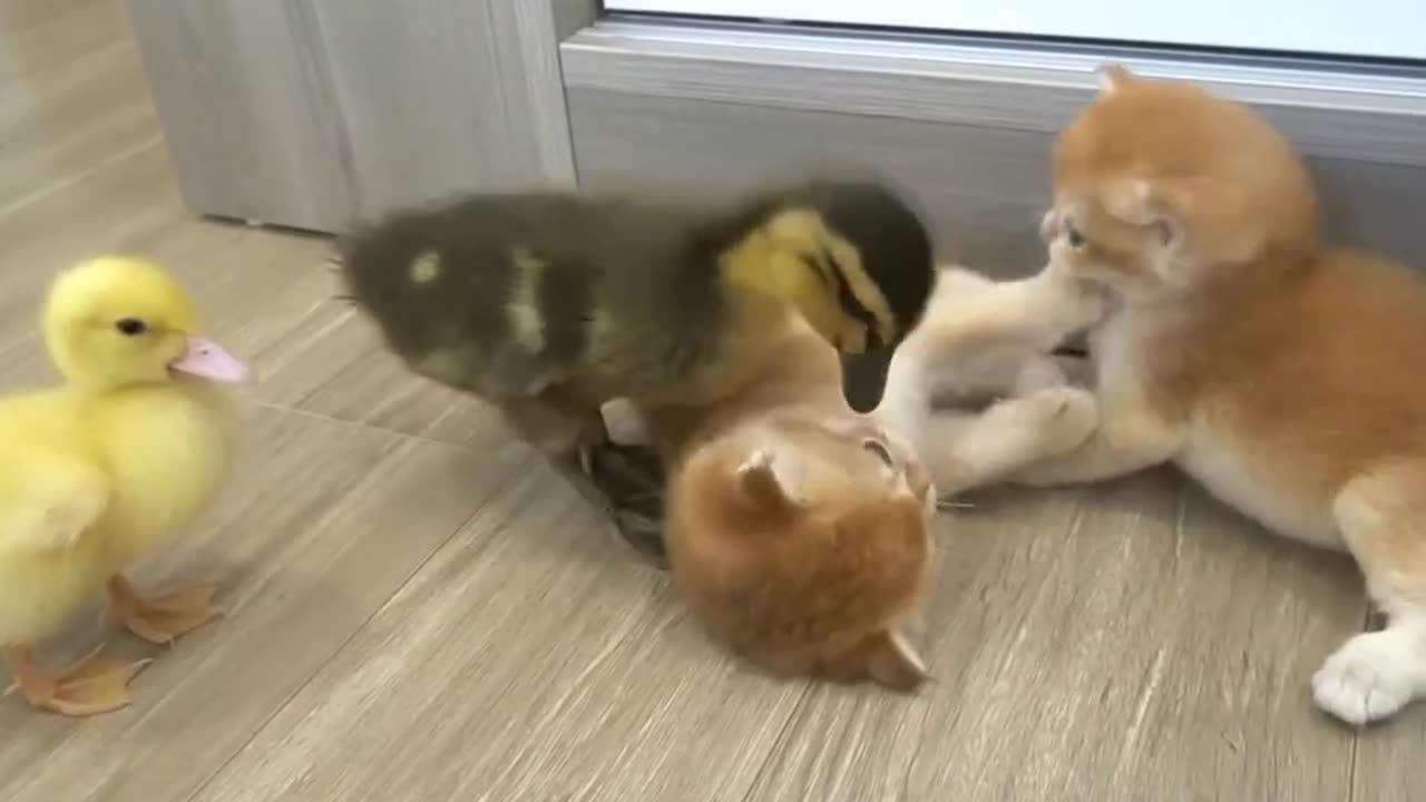 Meow Quack Love