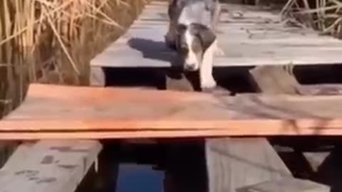 Animal Funn