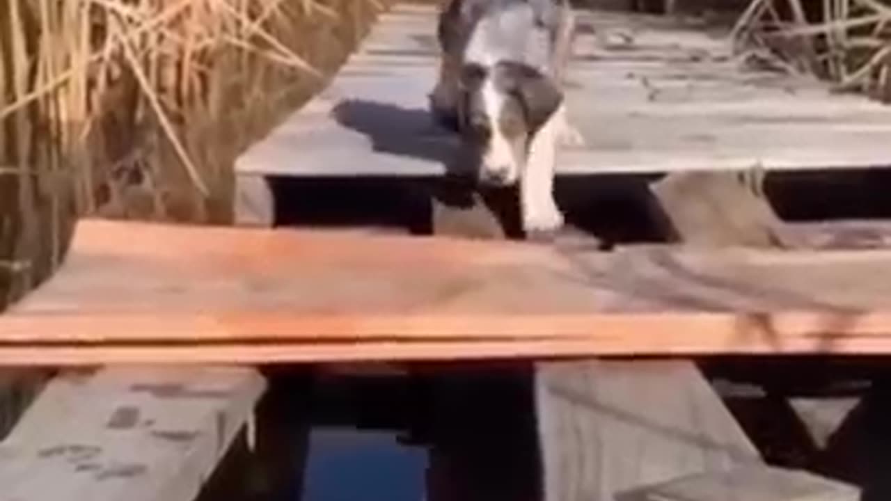 Animal Funn