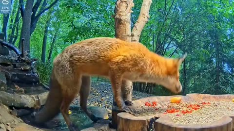 So many goodies :) Where to start? 🦊
