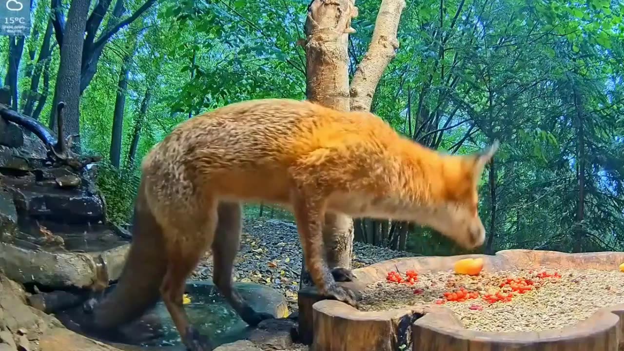 So many goodies :) Where to start? 🦊
