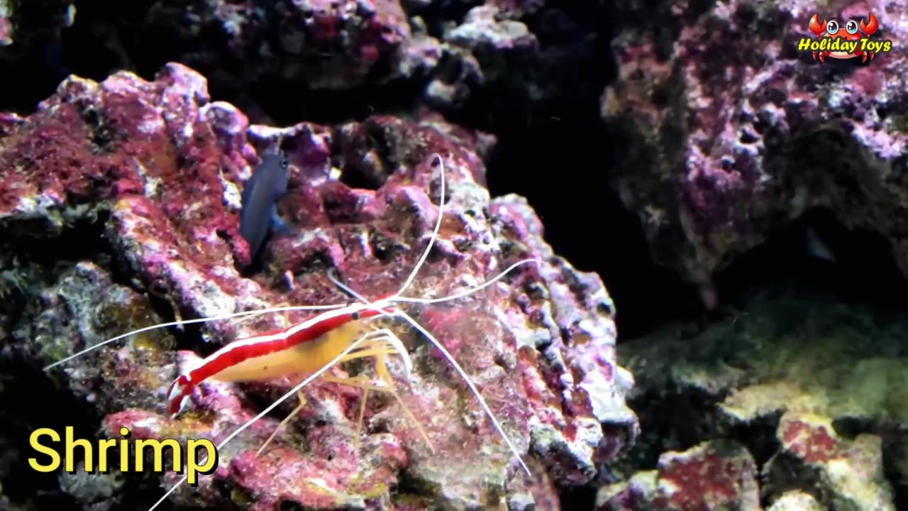 Beluga Whale Approaches Fishing Boat to Ask for Small Fish to Eat