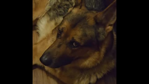 Virgil german shepherd.