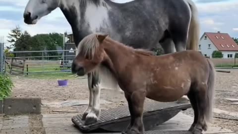 "🐴✨ Two Playful Horses Having Fun Together! 🐎❤️"