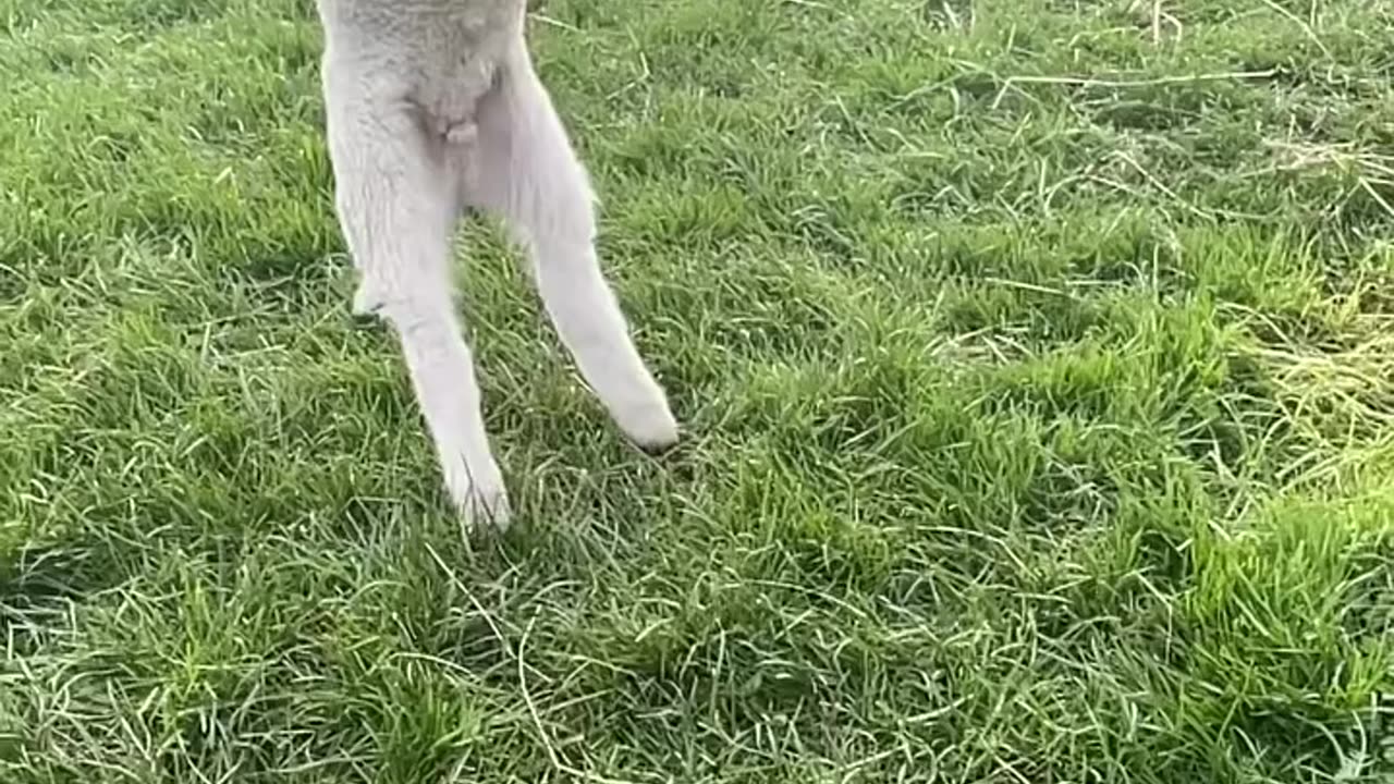 LET THE LITTLE LAMBS LIVE !