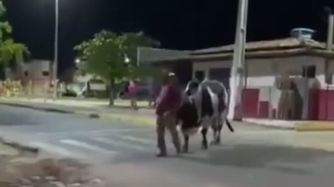 😂🐂 Bull Takes Drunk Owner Home! | FunFM