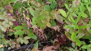 😂🌲 You Won't Believe This Hilarious Forest Friend! | FunFM
