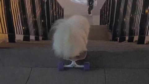 The dog plays skateboard down the stairs