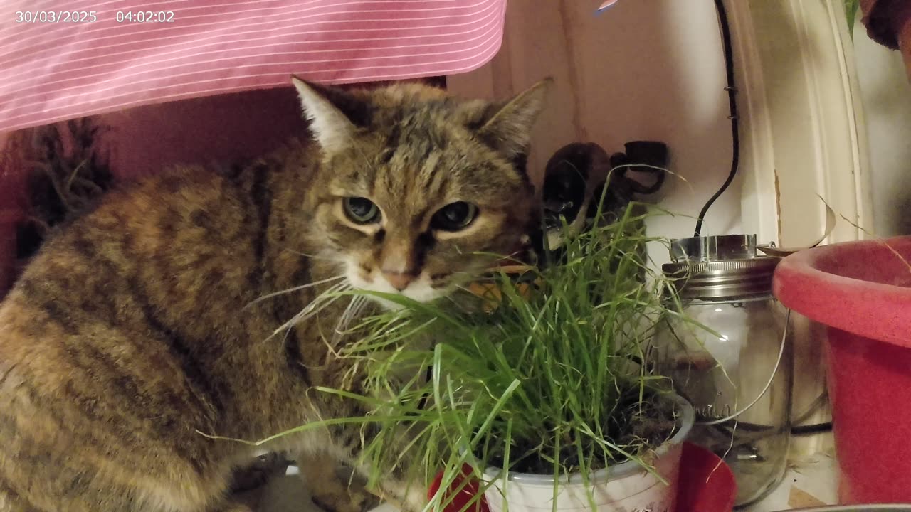 Odikatzi frisst Katzengras, 30.03.2025 [A] Wien