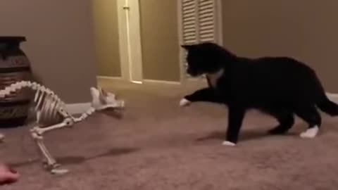 Cat Scare Prank