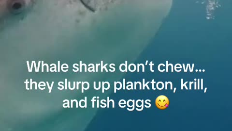 Learn more when SharkWeek returns Sunday July 20 on Discovery Wildlife Nature