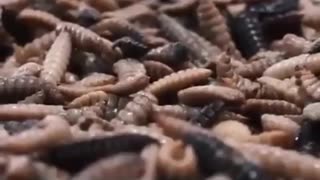 🔥⚠️🔥 WEF, new world order milk you'll own nothing & be happy to eat bugs...