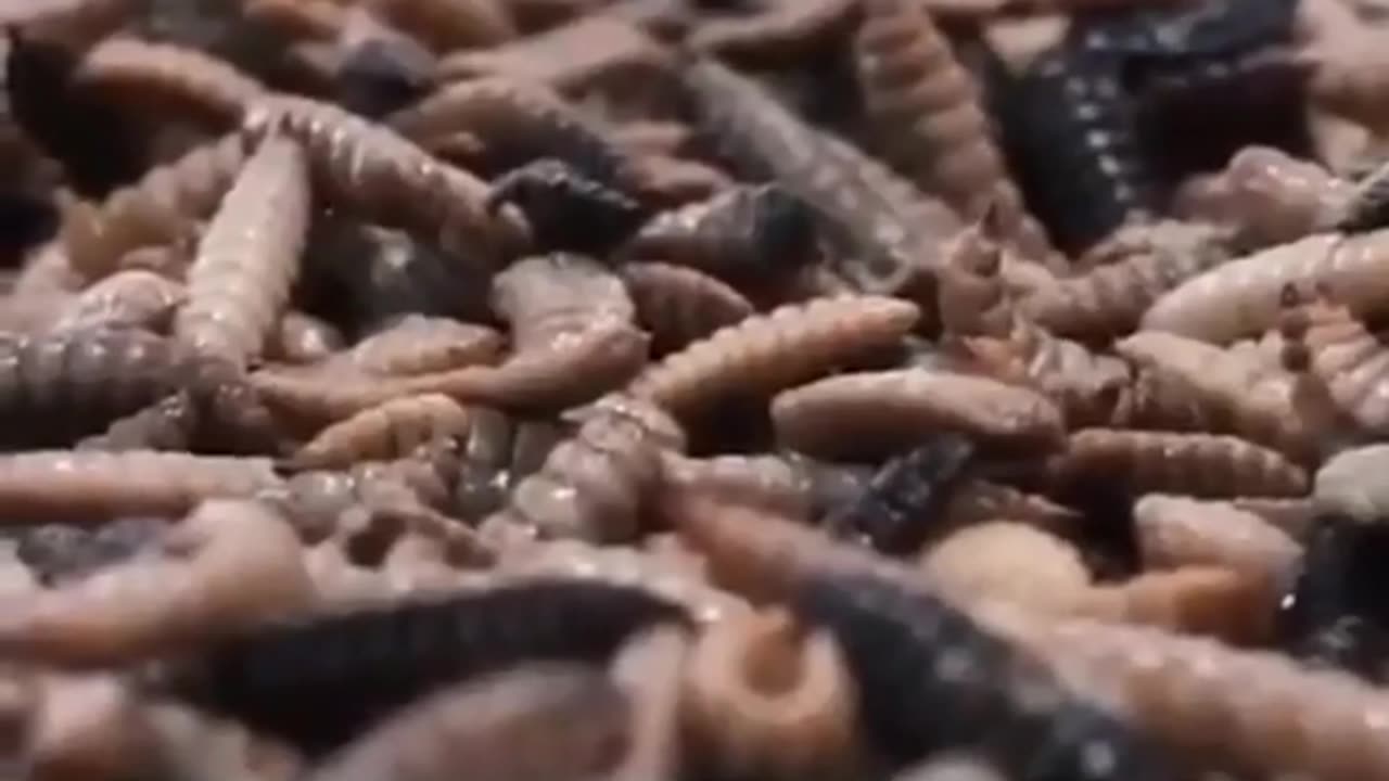 🔥⚠️🔥 WEF, new world order milk you'll own nothing & be happy to eat bugs...
